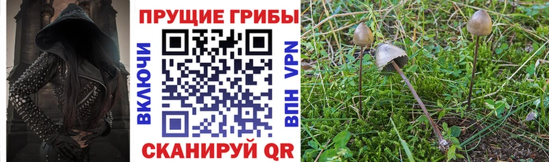 Купить  Зея  Псилоцибиновые грибы мицелий 